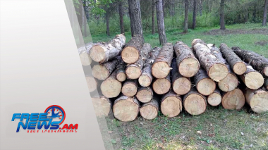 ՀՀ-ում 2023-ին ապօրինի հատվել է 13.600 ծառ