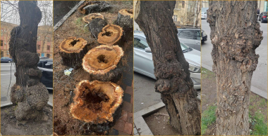 Միայն ստվերի ապահովման համար նպատակահարմար չէր պահել այդ ծառերը. Ալիկ Բադալյան