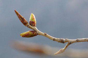 Ծաղկած պտղատուների համար ջերմաստիճանի վտանգավոր ցուցանիշներ չեն գրանցվել. ՇՄՆ