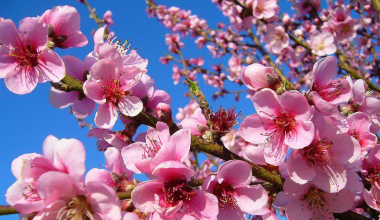 Առանձին շրջաններում սպասվում է կարճատև անձրև