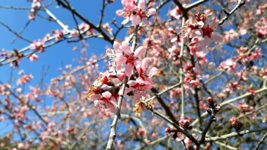 Սպասվում է առանց տեղումների եղանակ