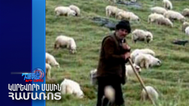 Փորձել են հատել ՀՀ սահմանը և հոտը վերադարձնել․ ԱԱԾ-ն մանրամասներ է հայտնել