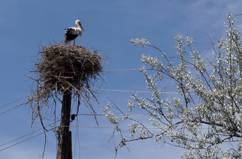 Տեղումներ չեն սպասվում, օդի ջերմաստիճանը կբարձրանա