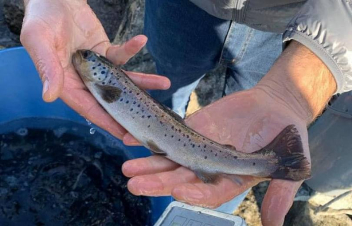 Սևանա լիճ է բաց թողնվել 87 հազար 300 հատ Սևանի իշխանի ամառային ենթատեսակ