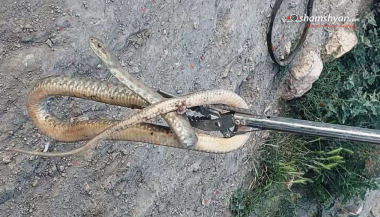 Զովունիում «գյուրզա» տեսակի օձը մտել է տրակտորի մեջ