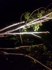 Փրկարարները ծառը հեռացրել են ճանապարհի երթևեկելի հատվածից