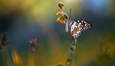 Առաջիկա օրերին օդի ջերմաստիճանը կբարձրանա