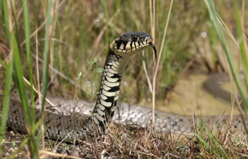 Օձը դաշտում խայթել է 66-ամյա կնոջը․ բժիշկները պայքարում են նրա կյանքի համար