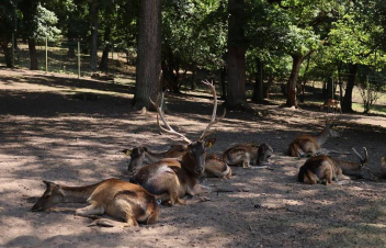 Կովկասյան ազնվացեղ ևս 10 եղջերու. բնություն է արձակվել երկրորդ և ամենամեծ խումբը