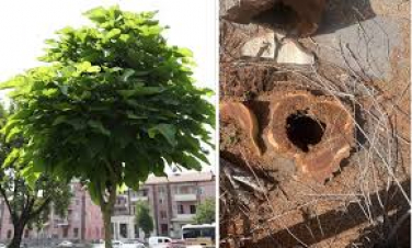 Մելիք-Ադամյան փողոցից հանվել է 59 փտած, ծեր, հիվանդ և վթարային վիճակում գտնվող թեղի, փոխարենը տնկվել է 82 գնդաձև կատալպա