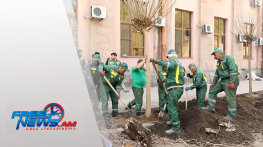 Մելիք-Ադամյան փողոցում 59 ծեր ծառ փոխարինվել է 82 նոր գնդաձև կատալպայով