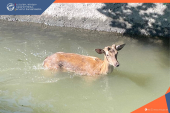 Փրկարարները եղնիկին դուրս են բերել ջրանցքից