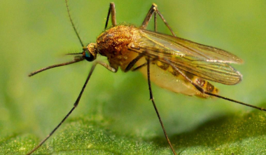 Որոնք են Արևմտյան Նեղոսի տենդի ախտանշանները և ինչպես կանխարգելել