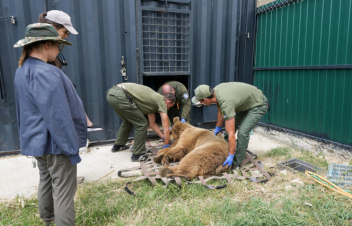 Մալաթիա-Սեբաստիա շրջանում գերությունից փրկված արջերը վիրահատվել են