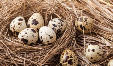 Լորի ձվի արտադրամասի գործունեությունը դադարեցվել է. ՍԱՏՄ