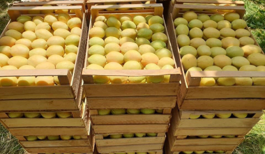 Հունիսի 1-ից 20-ը ՀՀ-ից ծիրանով բեռնված 366 բեռնատար արդեն հատել է ՌԴ մաքսային սահմանը. Պապոյան