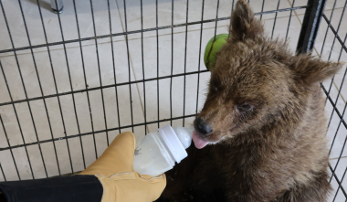 ՀՀ ՊՆ զինծառայողները փրկել են հյուծված արջի քոթոթին