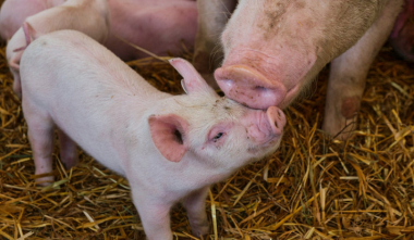 Արմավիրի մարզի Մայիսյան գյուղում խոզաբուծարան կհիմնվի