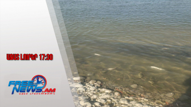 Քուռ գետի ադրբեջանական հատվածում գրանցվել է ձկների զանգվածային անկման դեպք․ 23․08․25/17․30/