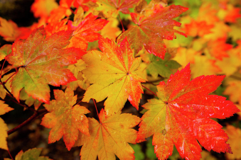 Առաջիկա օրերին ջերմաստիճանը կբարձրանա 8-10 աստիճանով