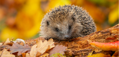 Ինչպիսի եղանակ է սպասվում առաջիկա օրերին