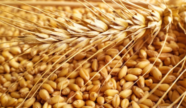 ՍԱՏՄ-ն՝ ներկրված ցորենի շուրջ աղմուկի մասին