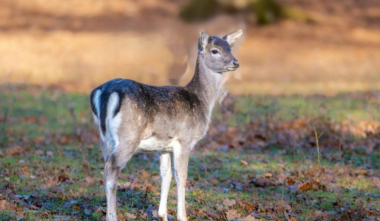 Եղնիկը վերադարձվել է վայրի բնություն. ԲԸՏՄ
