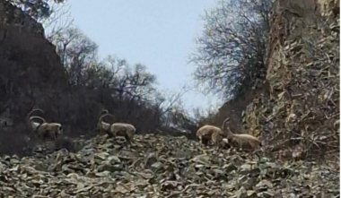 Բեզոարյան այծերի արու և էգ առանձնյակներ են ֆիքսվել Եղեգիսի անտառապետությունում