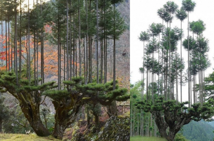 Անտառաբուծության հնագույն ճապոնական տեխնիկան հնարավորություն է տալիս մեկ սոճու վրա մի քանի այլ ծառ աճեցնել (տեսանյութ)
