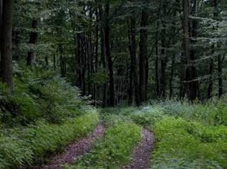 «Վայոց ձորի անտառտնտեսություն» մասնաճյուղի տնօրենին մեղադրանք է առաջադրվել. ՔԿ