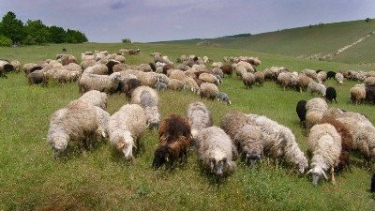 Քանի ոչխար է արտահանվել և ներմուծվել. «Ժողովուրդ»