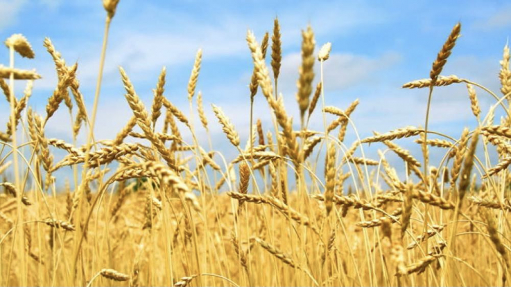 Գեղարքունիքի մարզում նախորդ տարվա համեմատ 2221 հեկտարով ավել աշնանացան է կատարվել