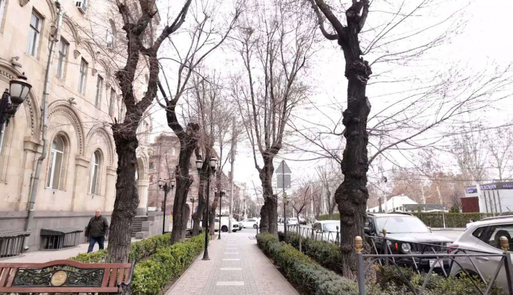 Կենսունակությունը կորցրած ծառերը կփոխարինվեն արժեքավոր, գեղազարդ ու մոտ տասնամյա ծառերով