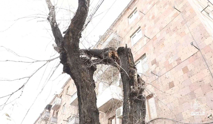 Բագրատունյաց փողոցում կենսունակությունը կորցրած ծառերը փոխարինվում են