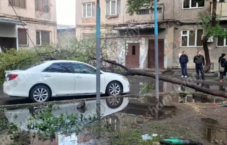Երևանում հաստաբուն ծառը արմատից պոկվել և ընկել է կայանված «Տոյոտա Քեմրի»-ի վրա