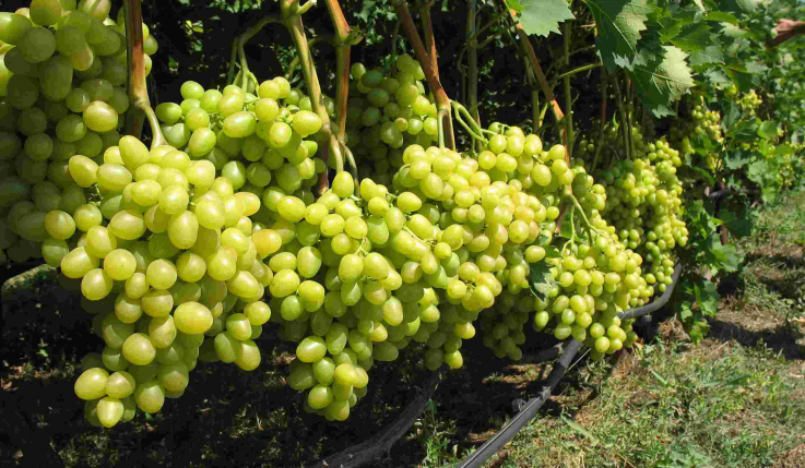 Խաղողի մթերման գործընթացում խնդիրներ չեն առաջանա. Պապոյան