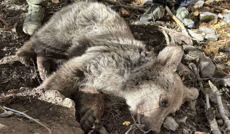 Մետաղական ինքնաշեն լարանում արգելափակված արջի քոթոթը տեղափոխվել է Ուրցաձորի կովկասյան կենսաբազմազանության ապաստարան. ԲԸՏՄ