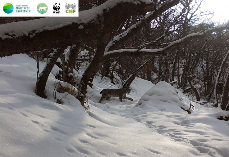 «Խոսրովի անտառ» պետական արգելոցում ֆոտոխցիկները արձանագրել են լուսան