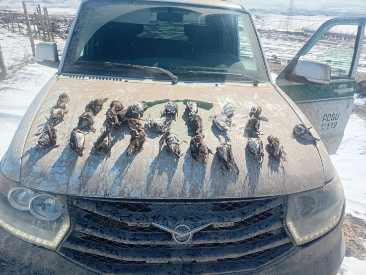 ԲԸՏՄ-ն առգրավել է որսորդական հրացաններ և ապօրինի որսված 159 արտույտ