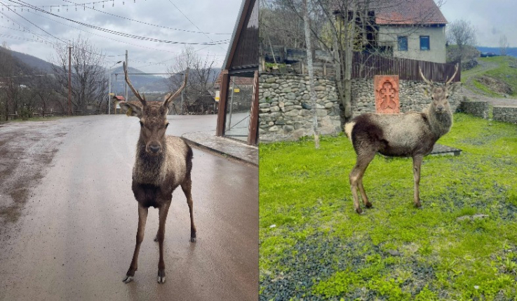 Ազնվացեղ եղջերուների վարքագիծը կարող է լինել անկանխատեսելի. ՇՄՆ-ն խնդրում է չմոտենալ բնակավայրերի մոտ հասած կենդանիներին