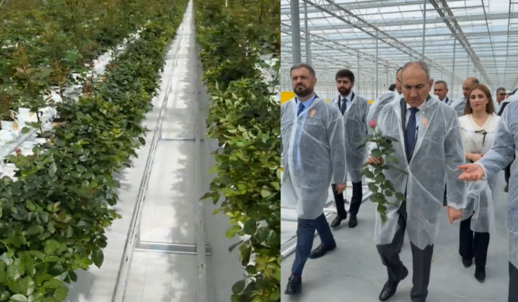 Փաշինյանն այցելել է Ֆանտան բնակավայրում հիմնված վարդի ջերմատուն